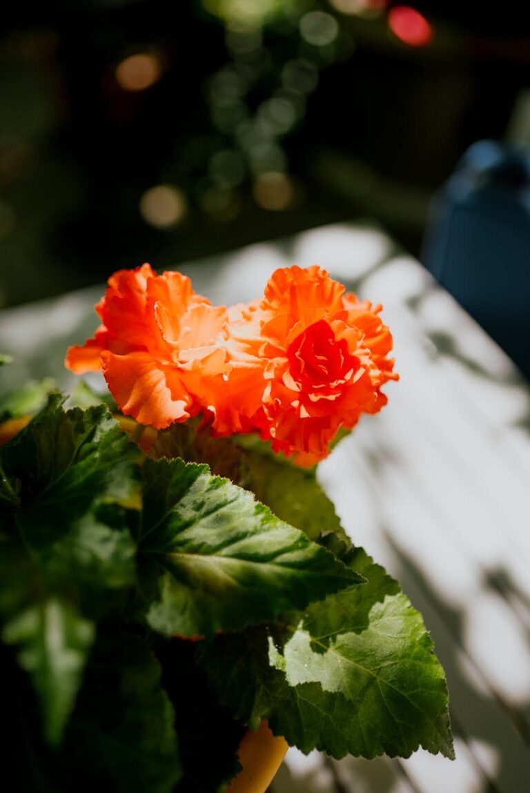 Close up of Red Flowers