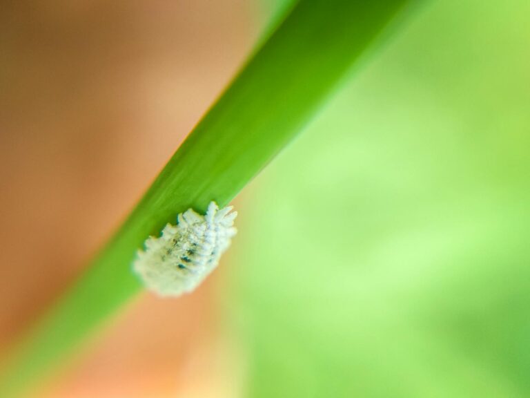 Macro Photography of a Mealybug