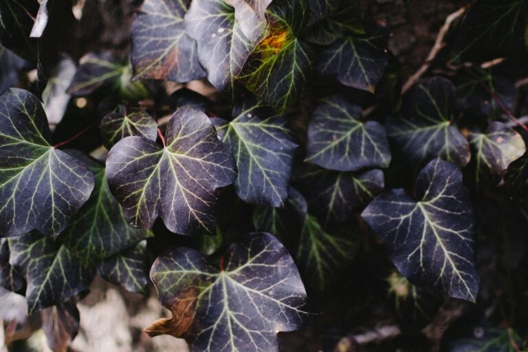 green leafy plant