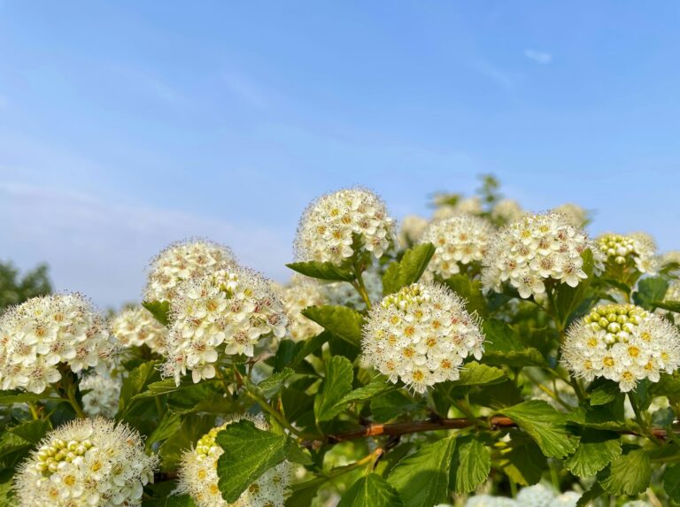 a bunch of white flowers with green leaves