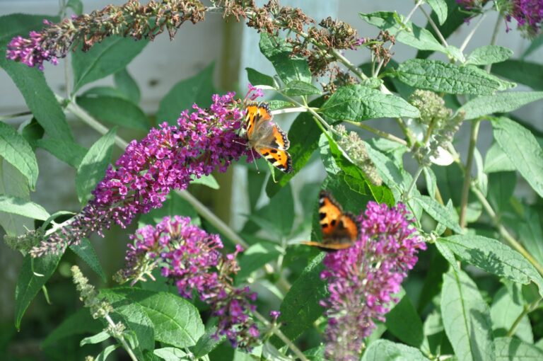 A group of butterflies sitting on top of a purple flower